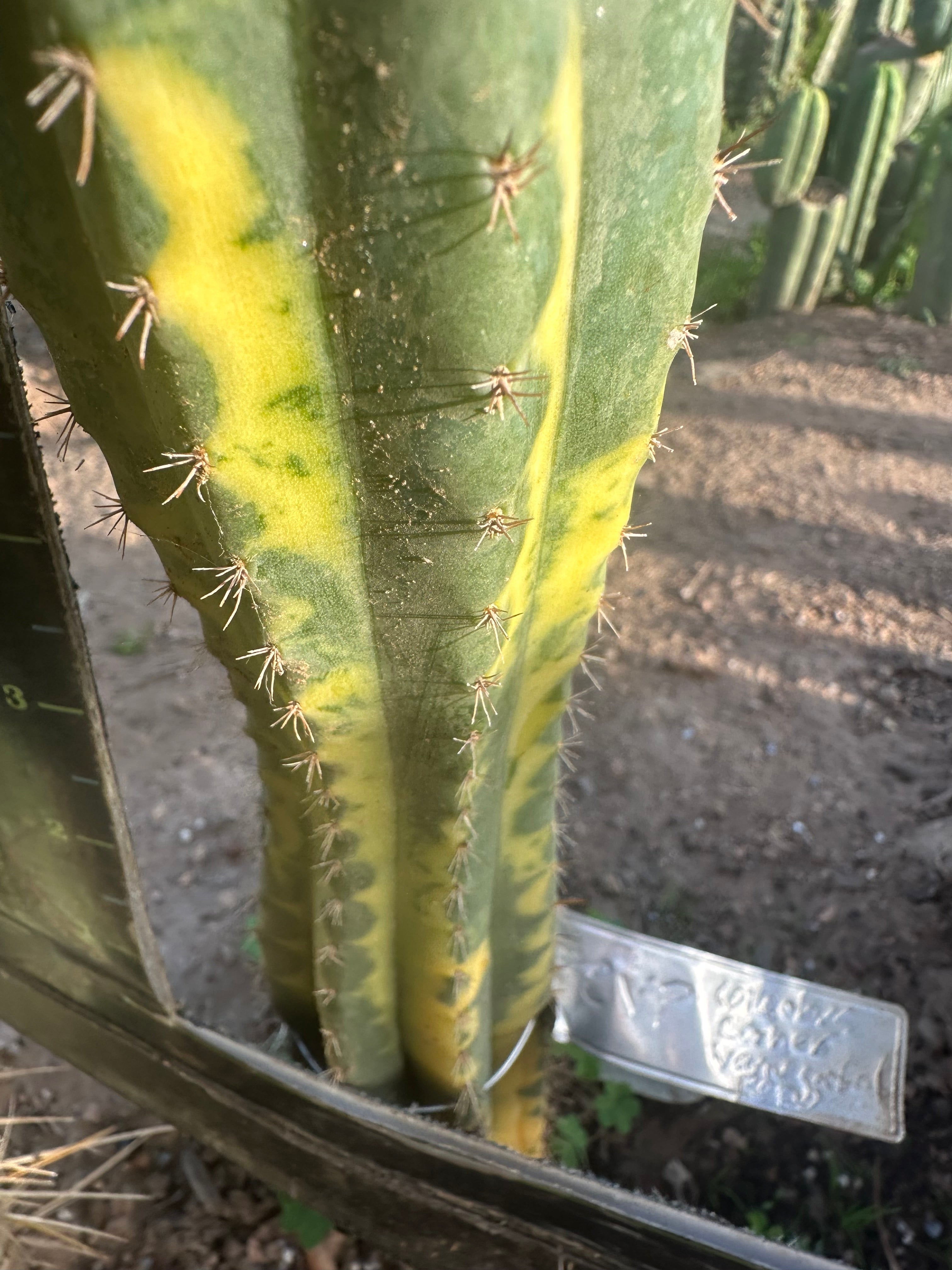 💎👑 CCVP — 9” Tip