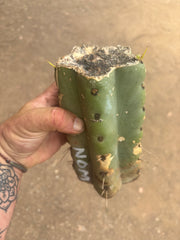 💎🌶️🌶️ NOM —  Beefy 9” Mid