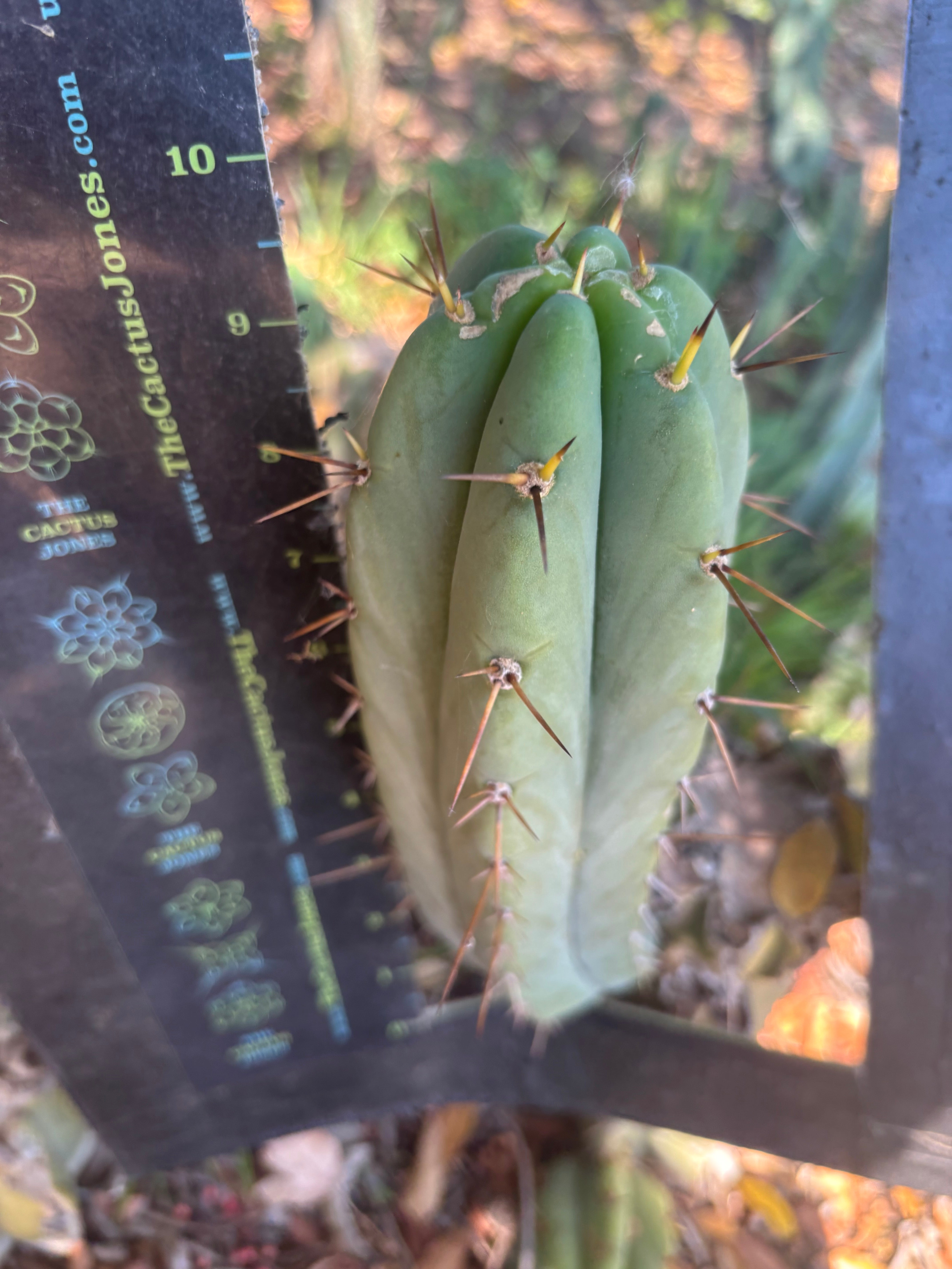 👑🌶️🌶️ Pala — 10” Pup