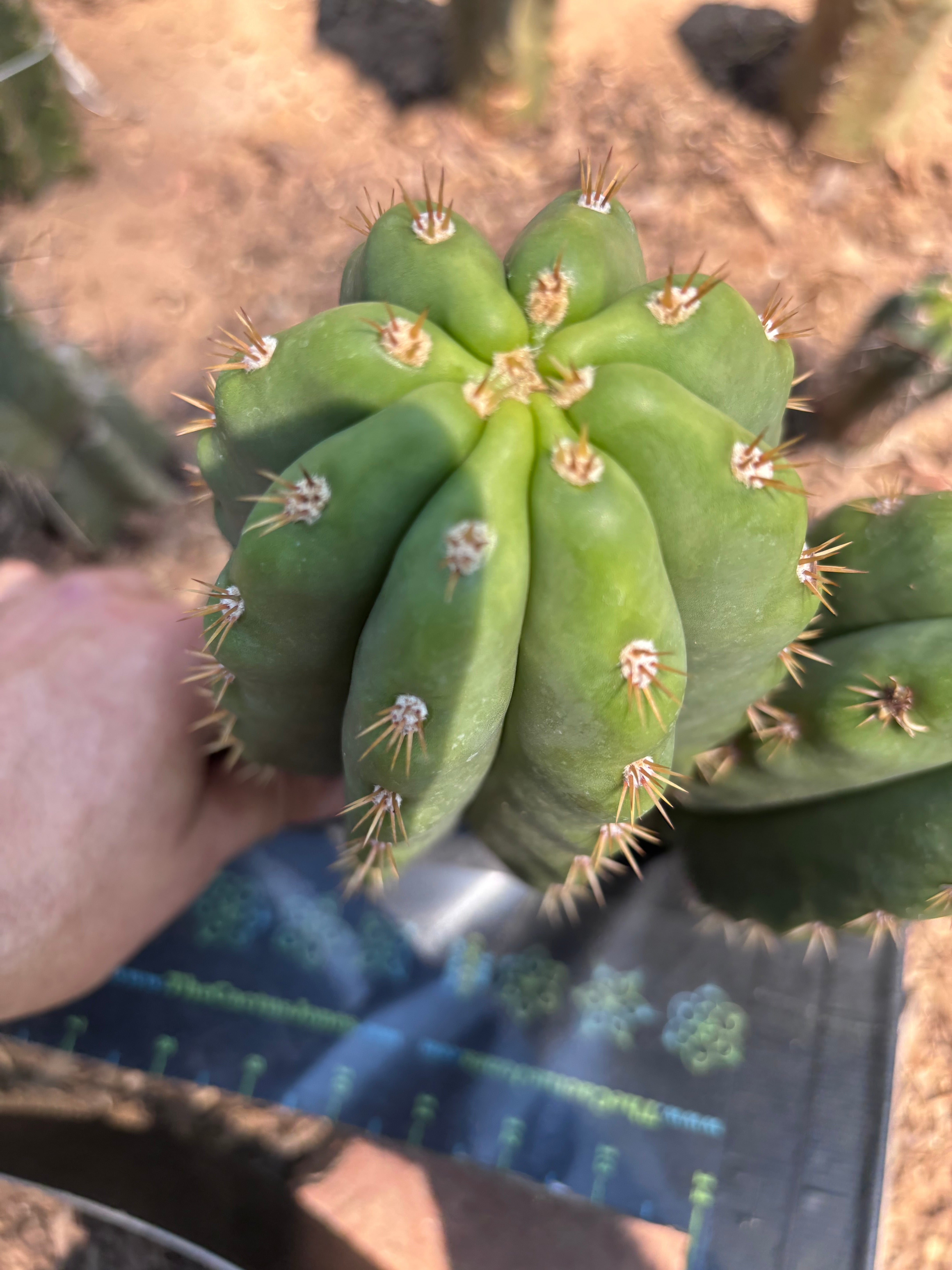 💎 SASS x Heynes — Fat 9” Pup (First Timer)