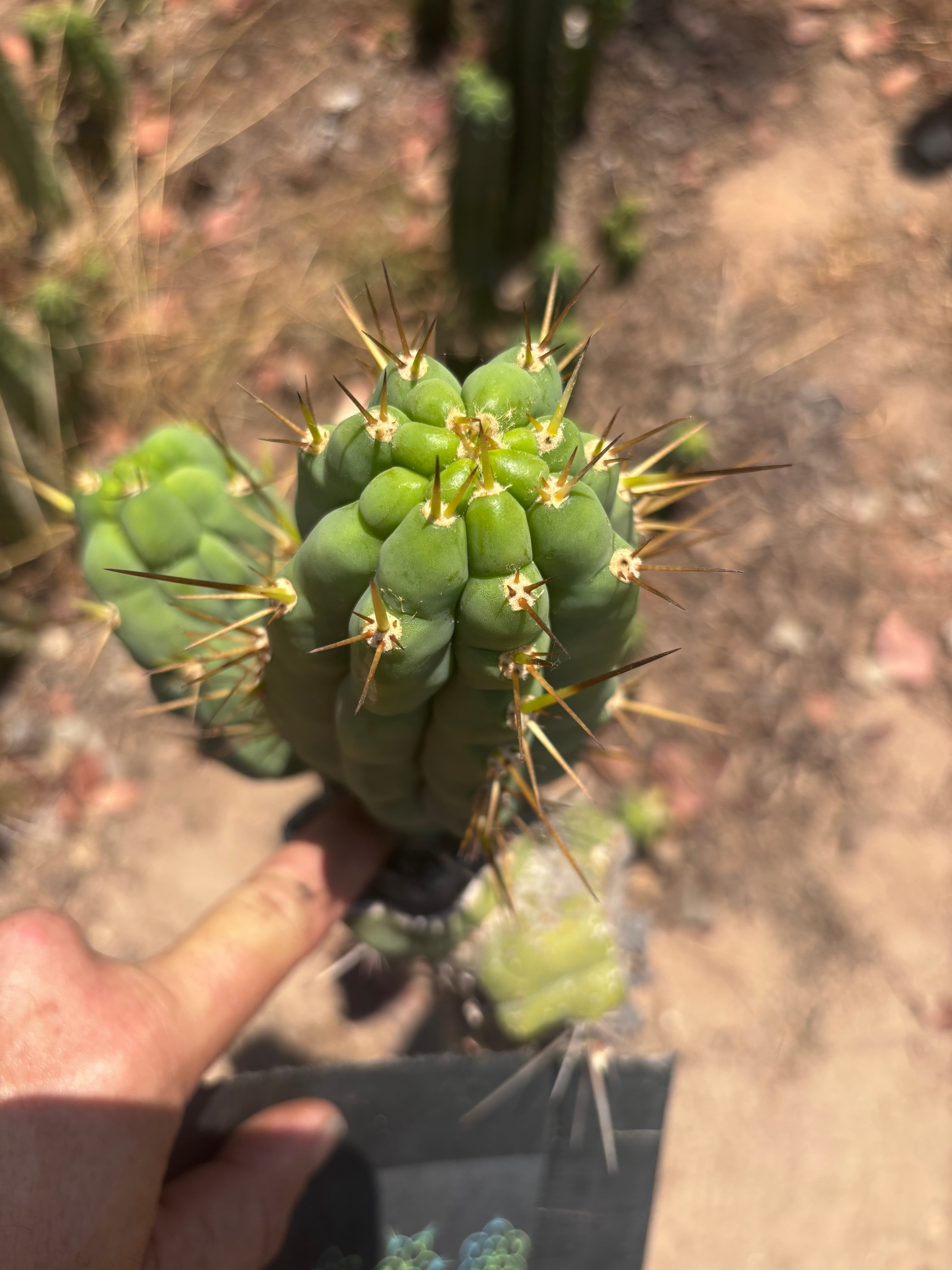 💎👑 Bruce’s Dragon — 6” Grenade