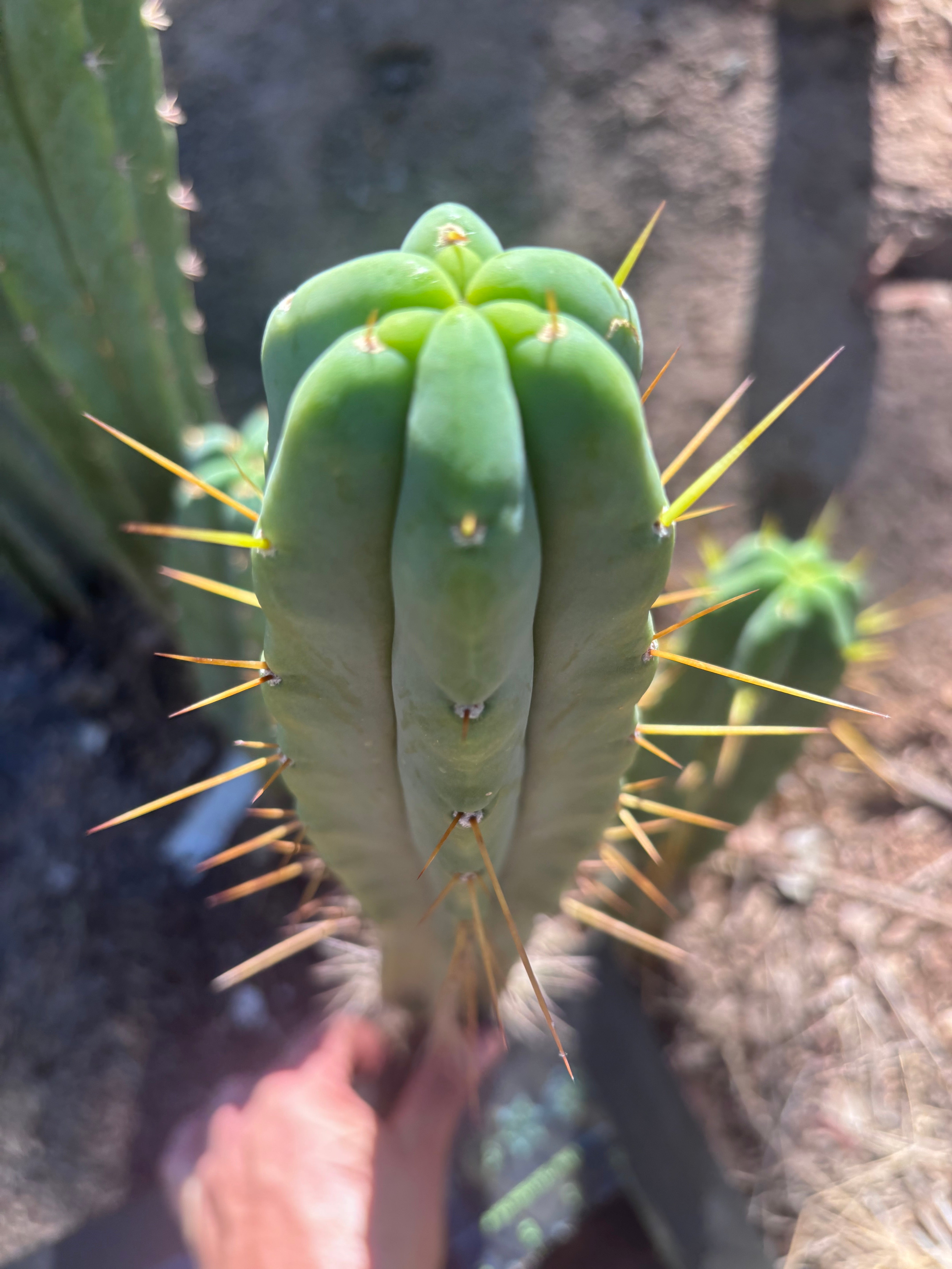 👑🌶️🌶️ Eileen — 15” Pup
