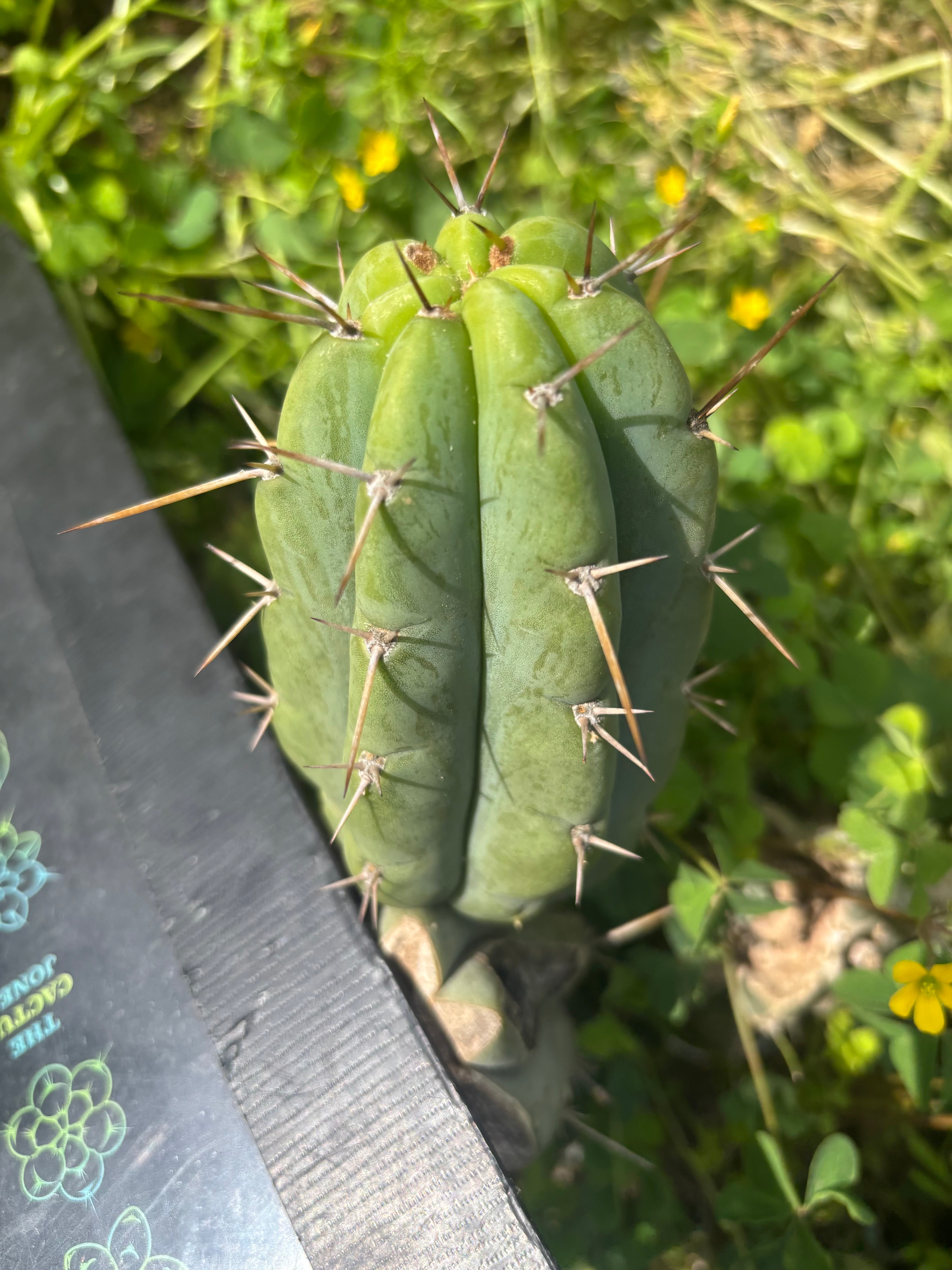 Custom Listing for Logan T