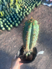 💎👑💎(🌶️ ) Tipz — Fully Rooted 16”