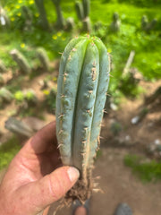 👑🌶️🌶️ Pala! — ROOTED 11” Tip
