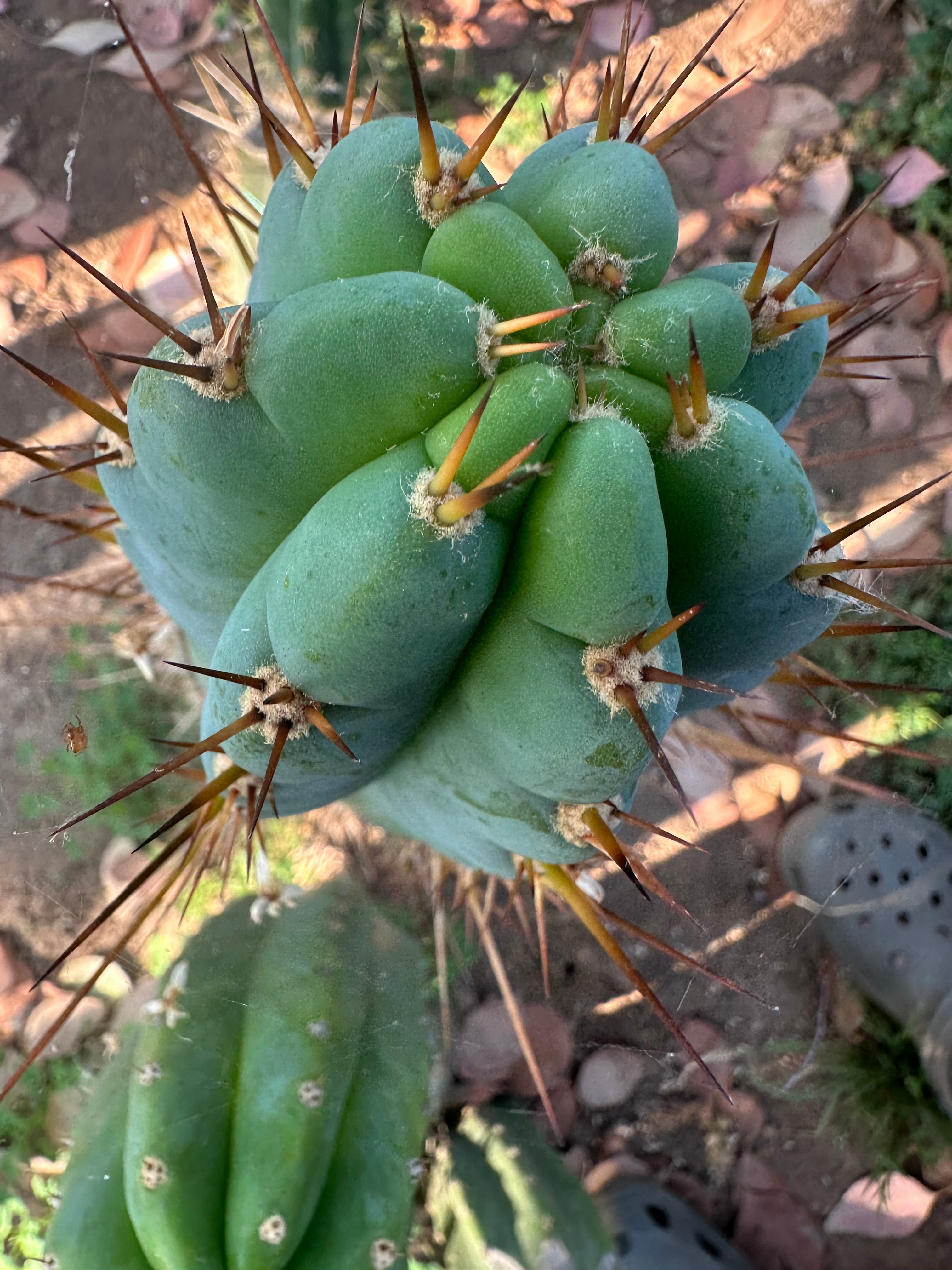 Rosei2 x TA01 (Peru x Peru)— Thick 10” Tip