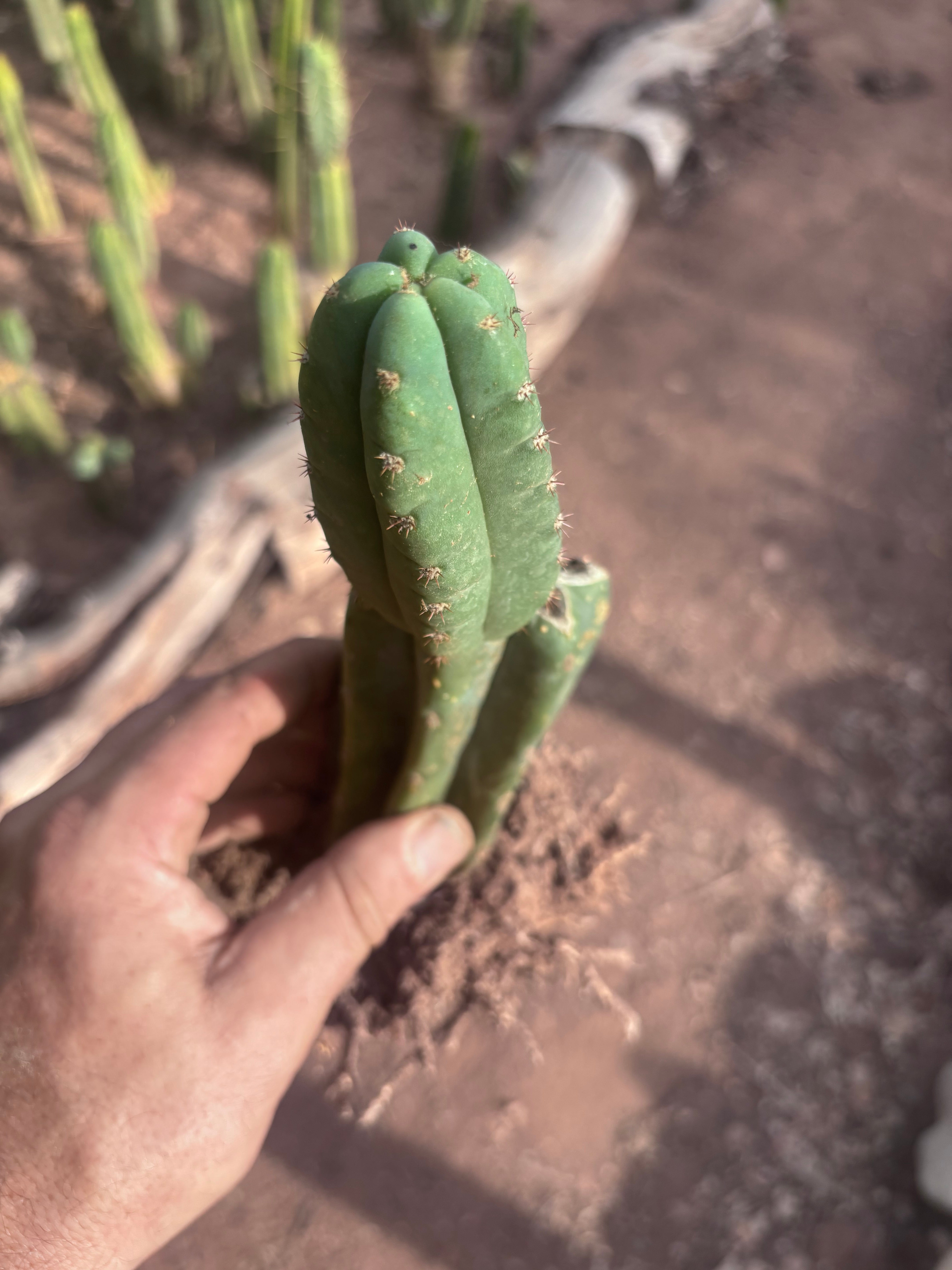 👑🌶️ Pierre — Pupped & Rooted Mid