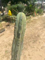 🌶️🌶️ Dulzura Restocked (Again) — 10”  TIPS