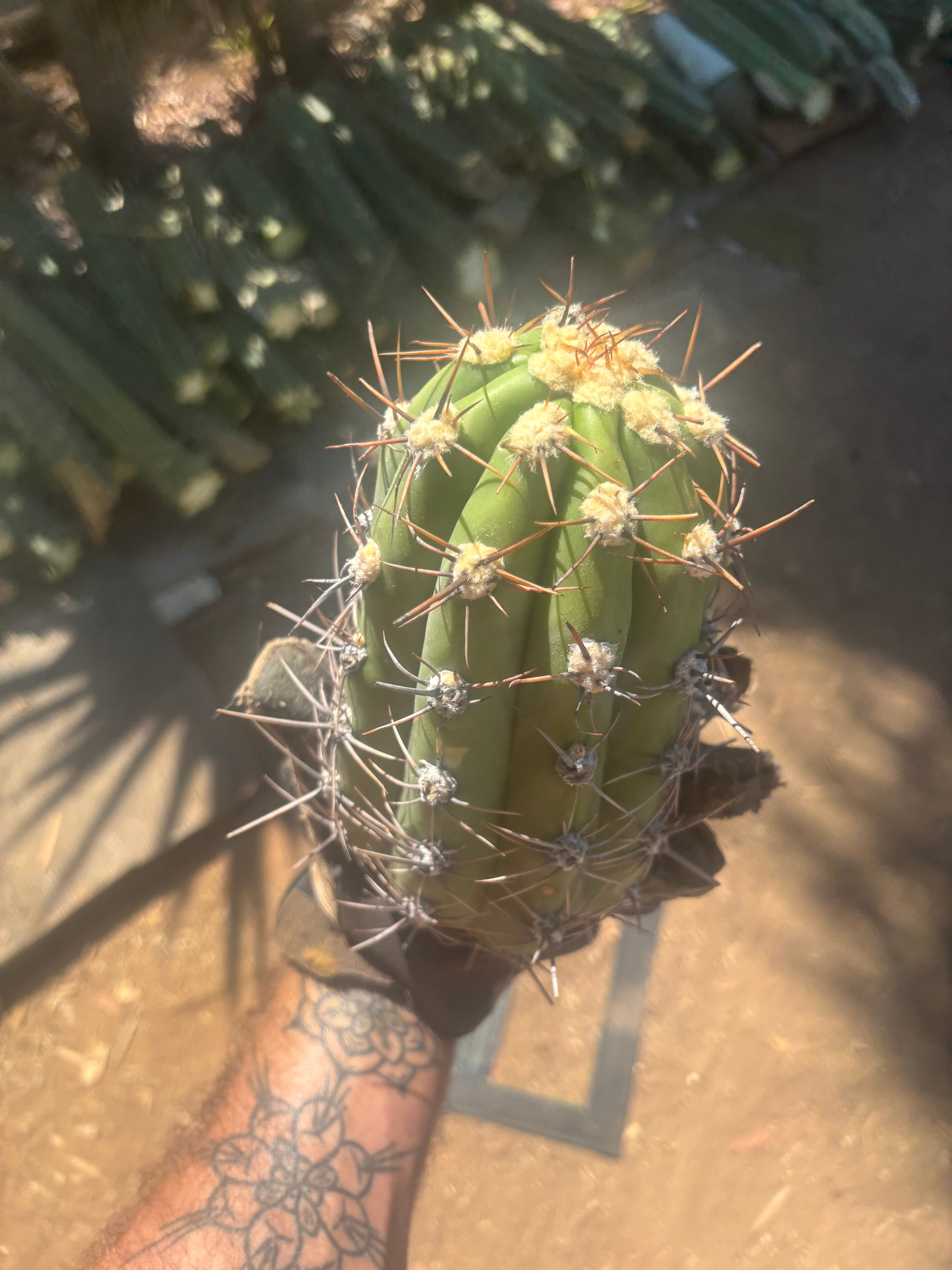 💎⚔️ Taquimbalensis — 8” Spike Melon