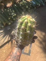 💎⚔️ Taquimbalensis — 8” Spike Melon