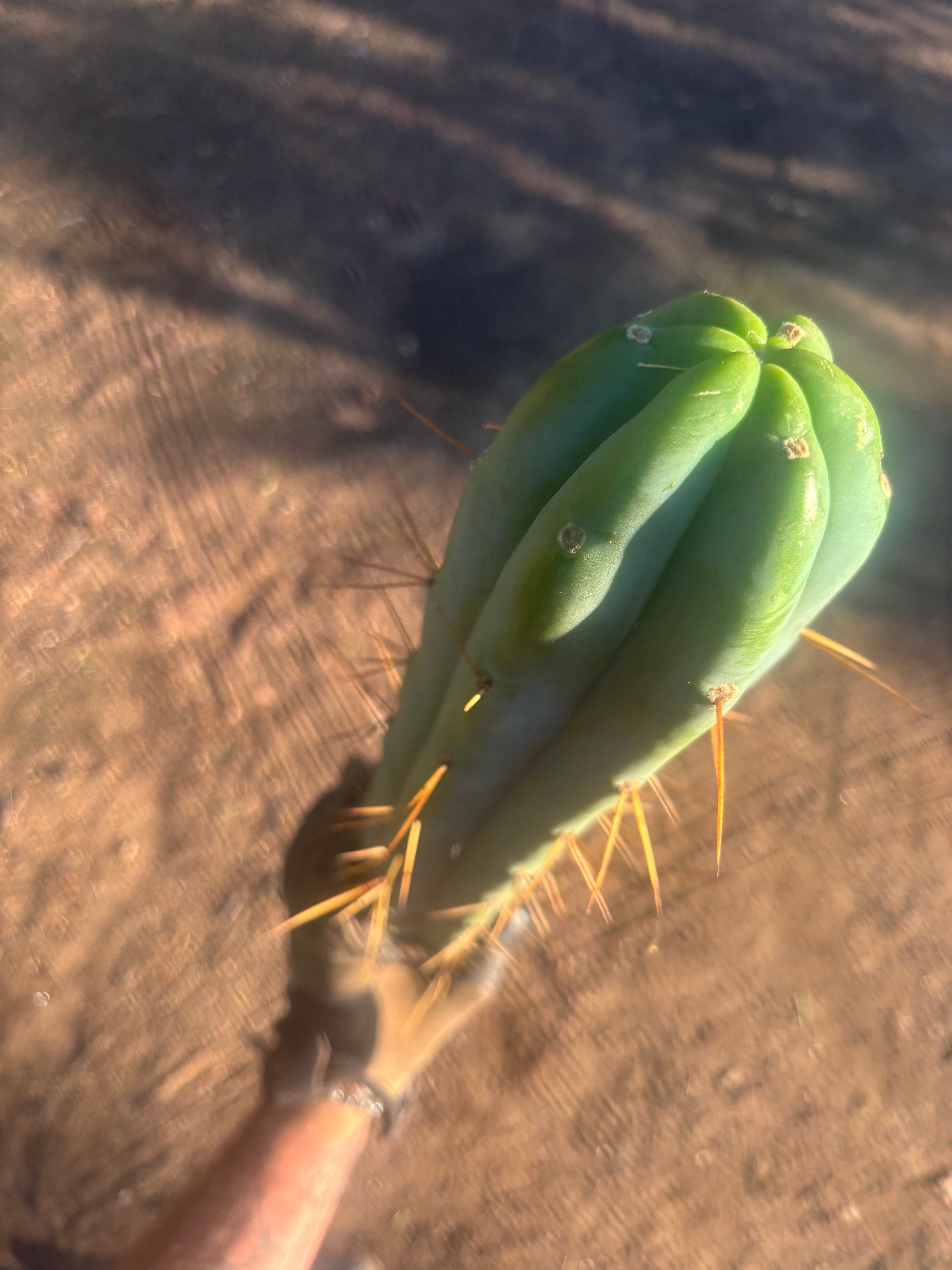 💎👑🌶️🌶️ Kai — XXL 29” Tip