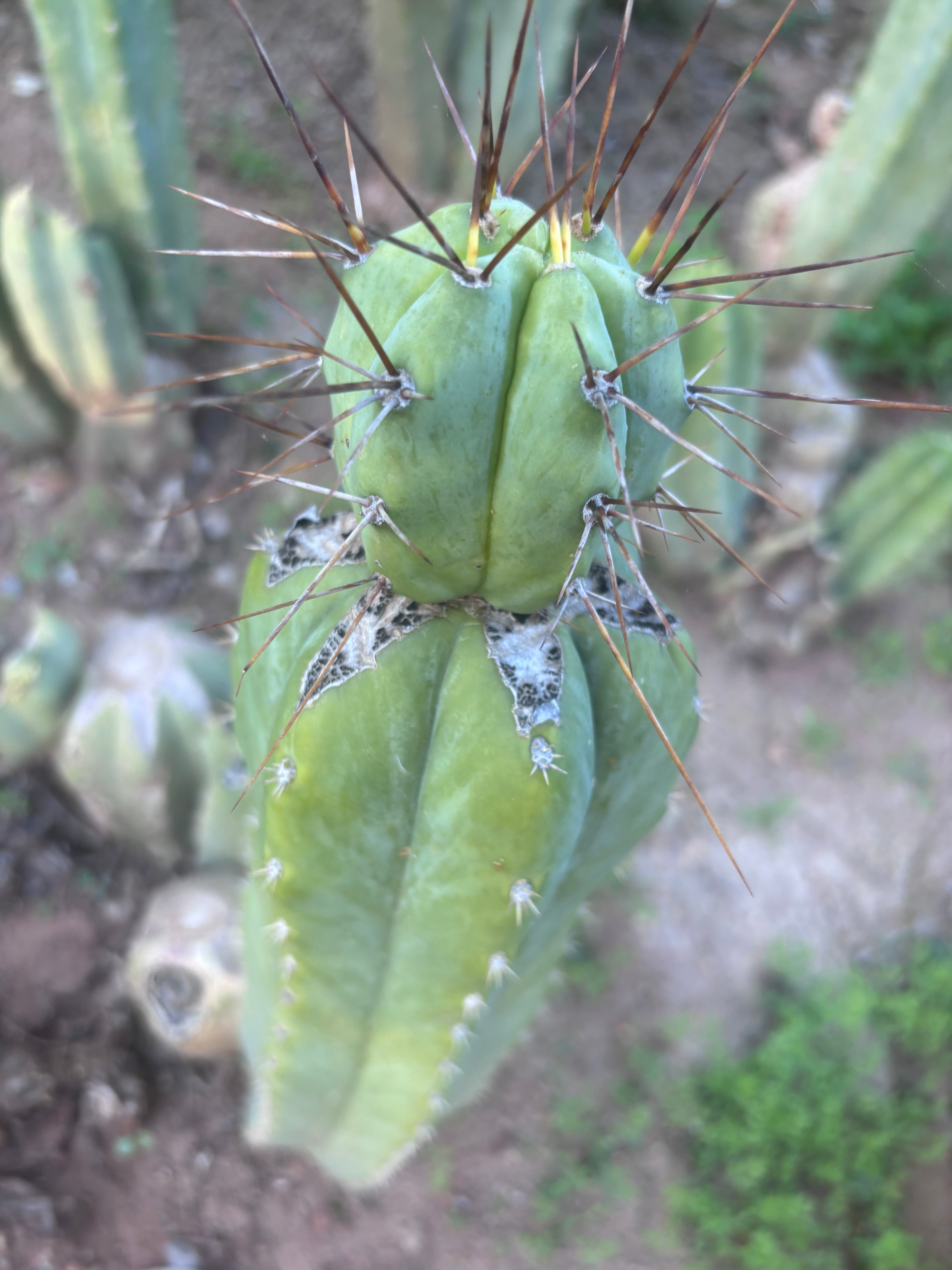 👑💎🌶️  CSD — Beefy Tip Graft