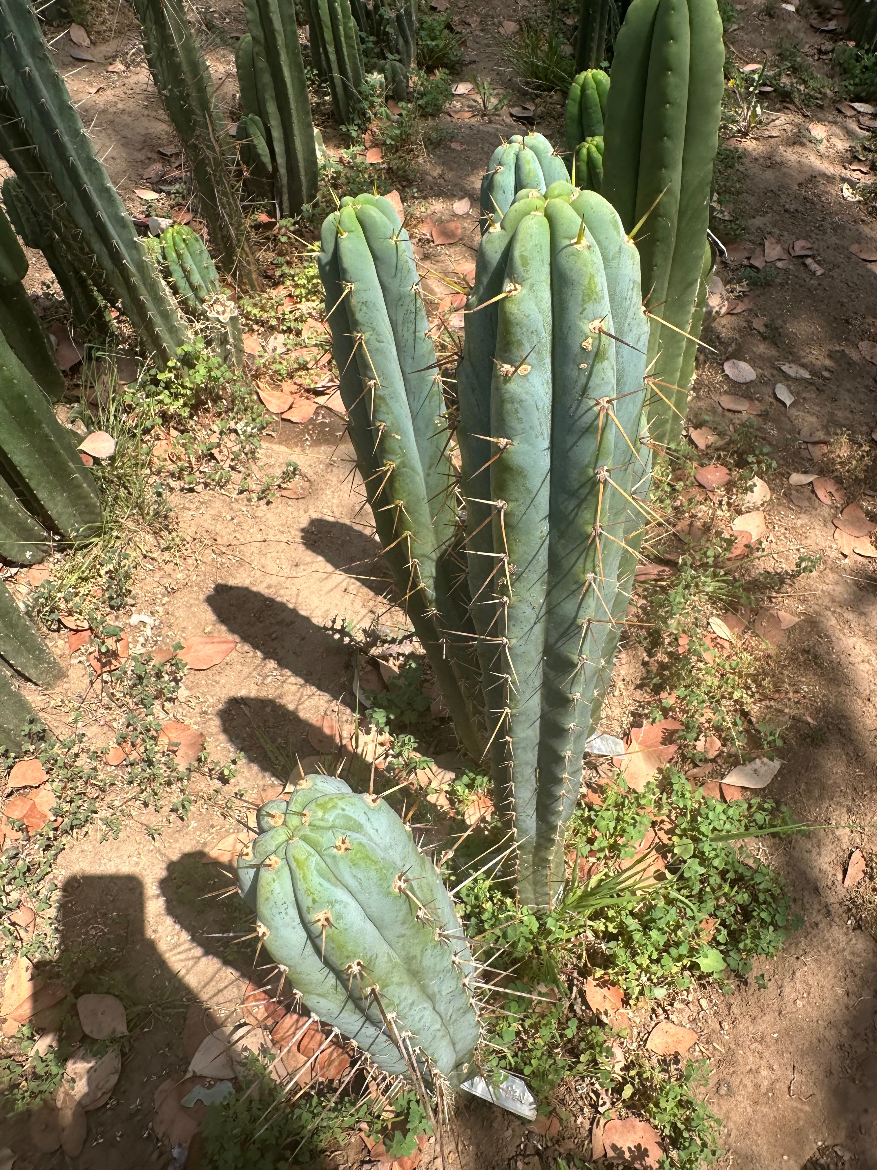 Bart x Sina  — 10” Tips (5)