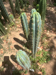 Bart x Sina  — 10” Tips (5)