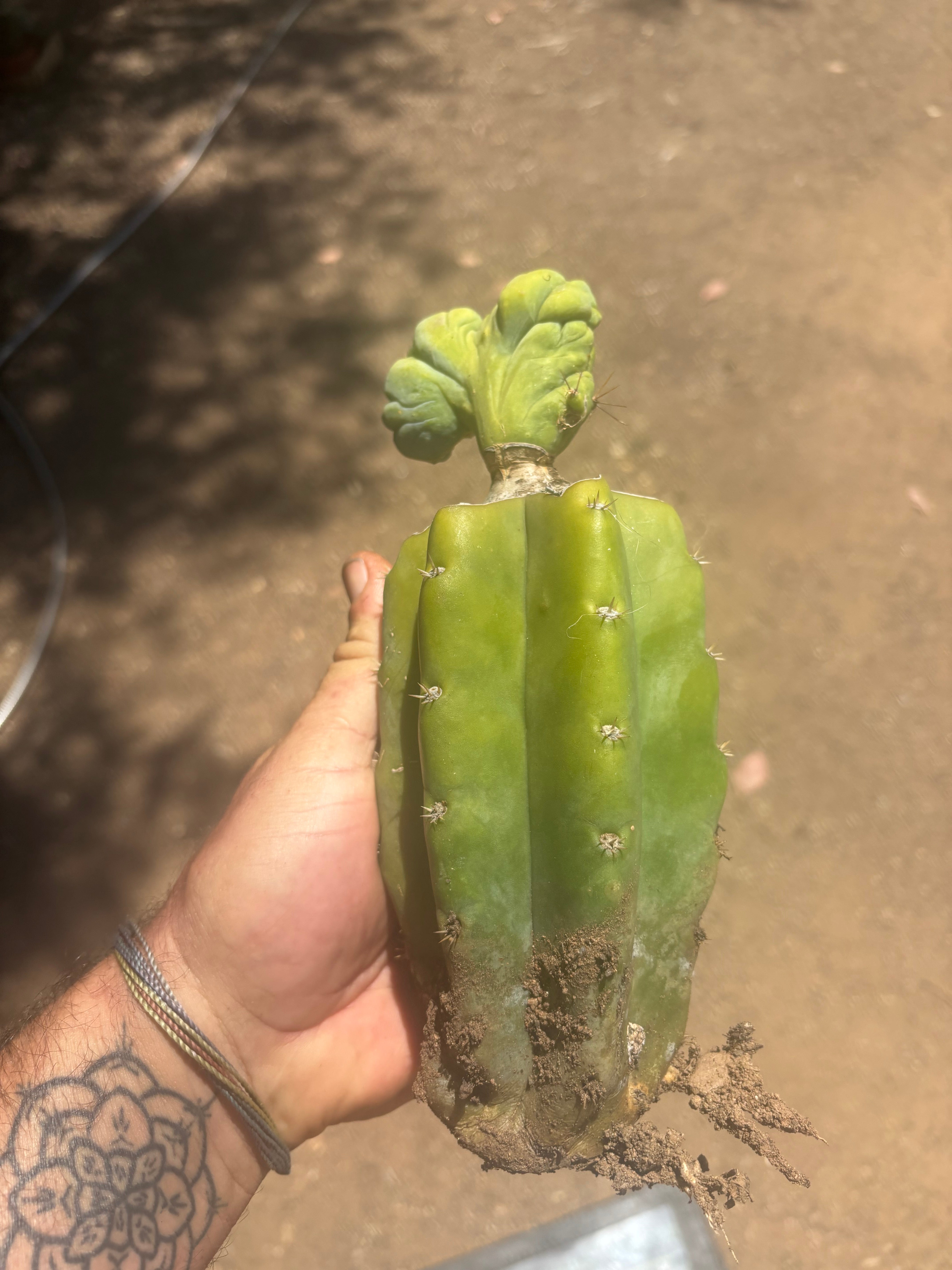 👑🌶️🌶️ TBMC — Graft on PC w/ Roots