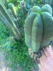 💎👑🌶️ Ferah — Chonky 7” Tip