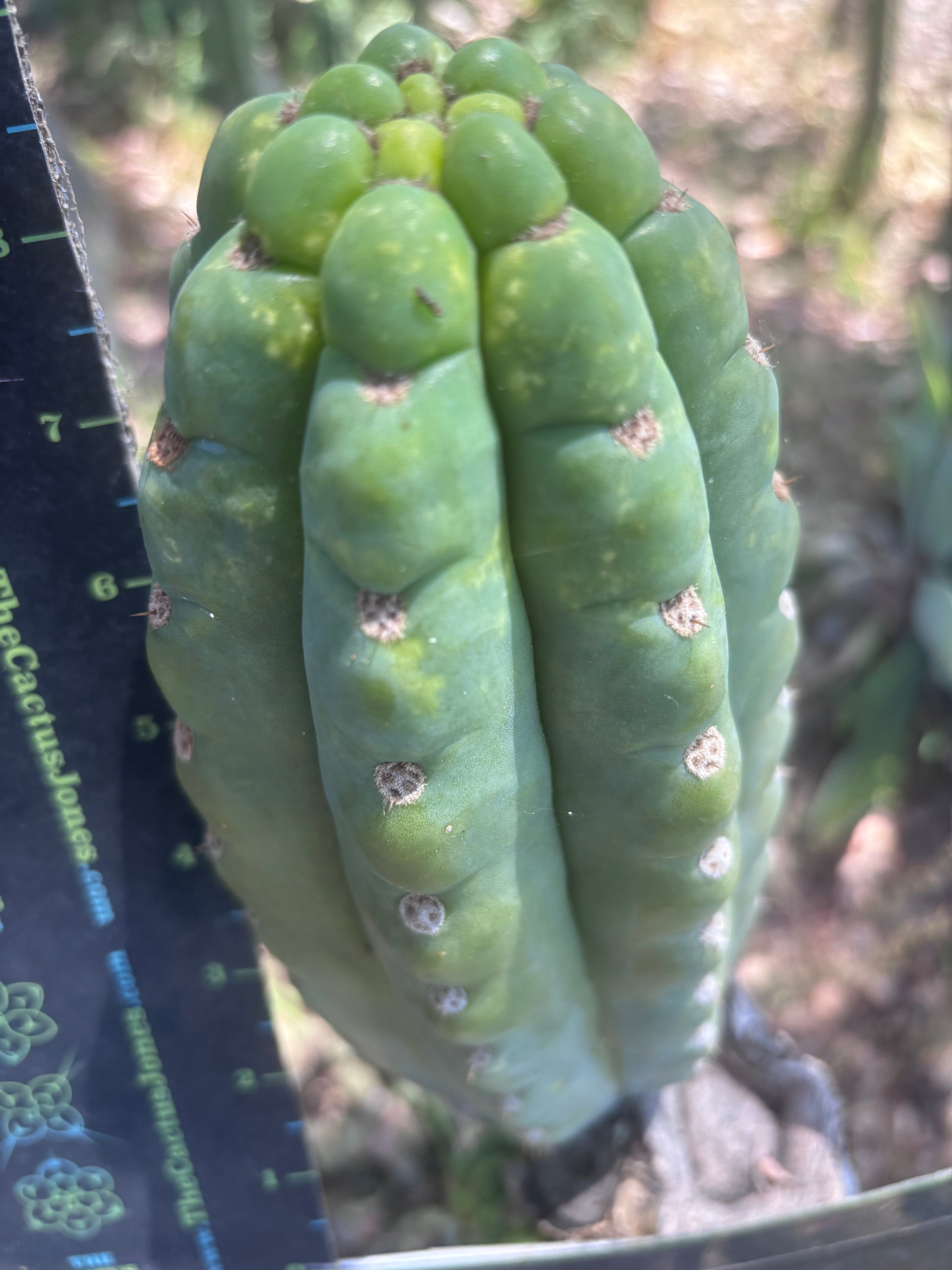 💎👑🌶️ Ichoca — BEEFY 9” Pup