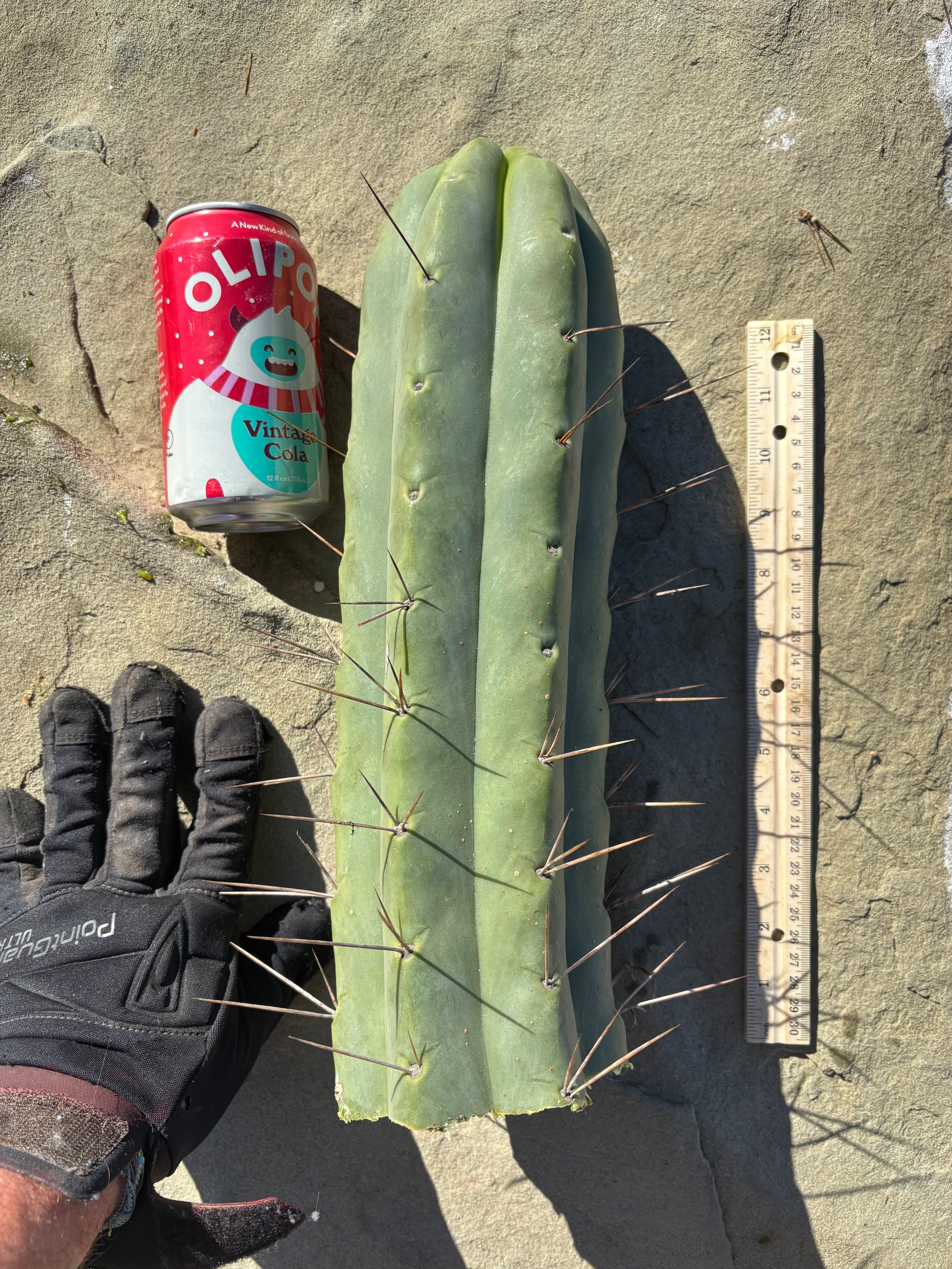 👑💎🌶️🌶️ Eileen — Maxed Girth 14” Tip