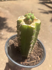 💎🌶️🌶️ NOM — Pup Graft On Seed Grown Rooted Stock