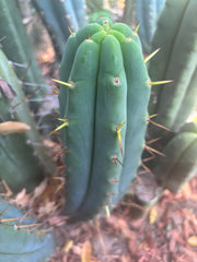 👑🌶️ Hammer — Big 15” Pup