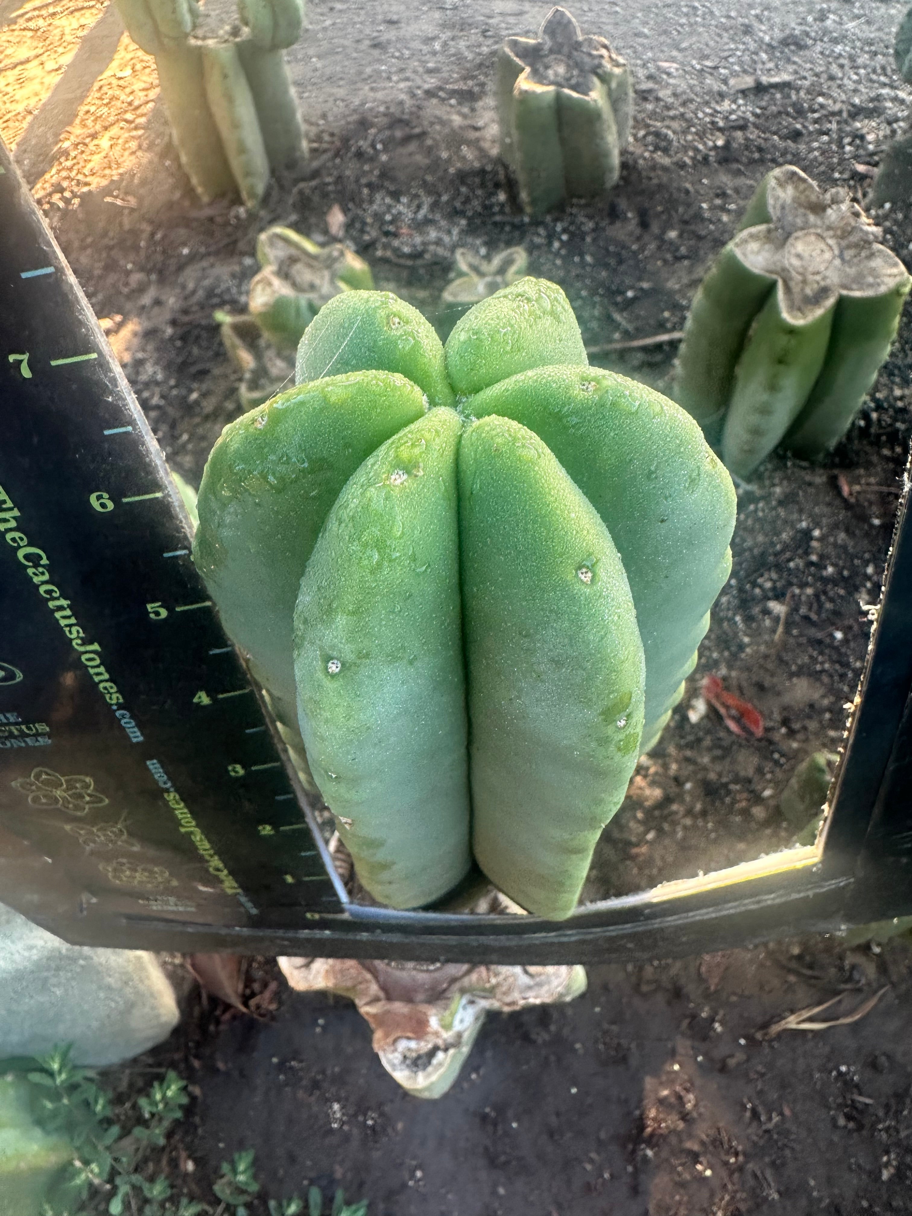 💎👑💎  Ferah! — Chunky 7” Tip