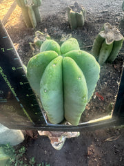 💎👑💎  Ferah! — Chunky 7” Tip