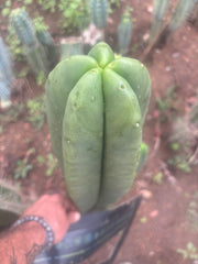💎👑💎 Hulk  — *MASSIVE* XXL 16” Tip