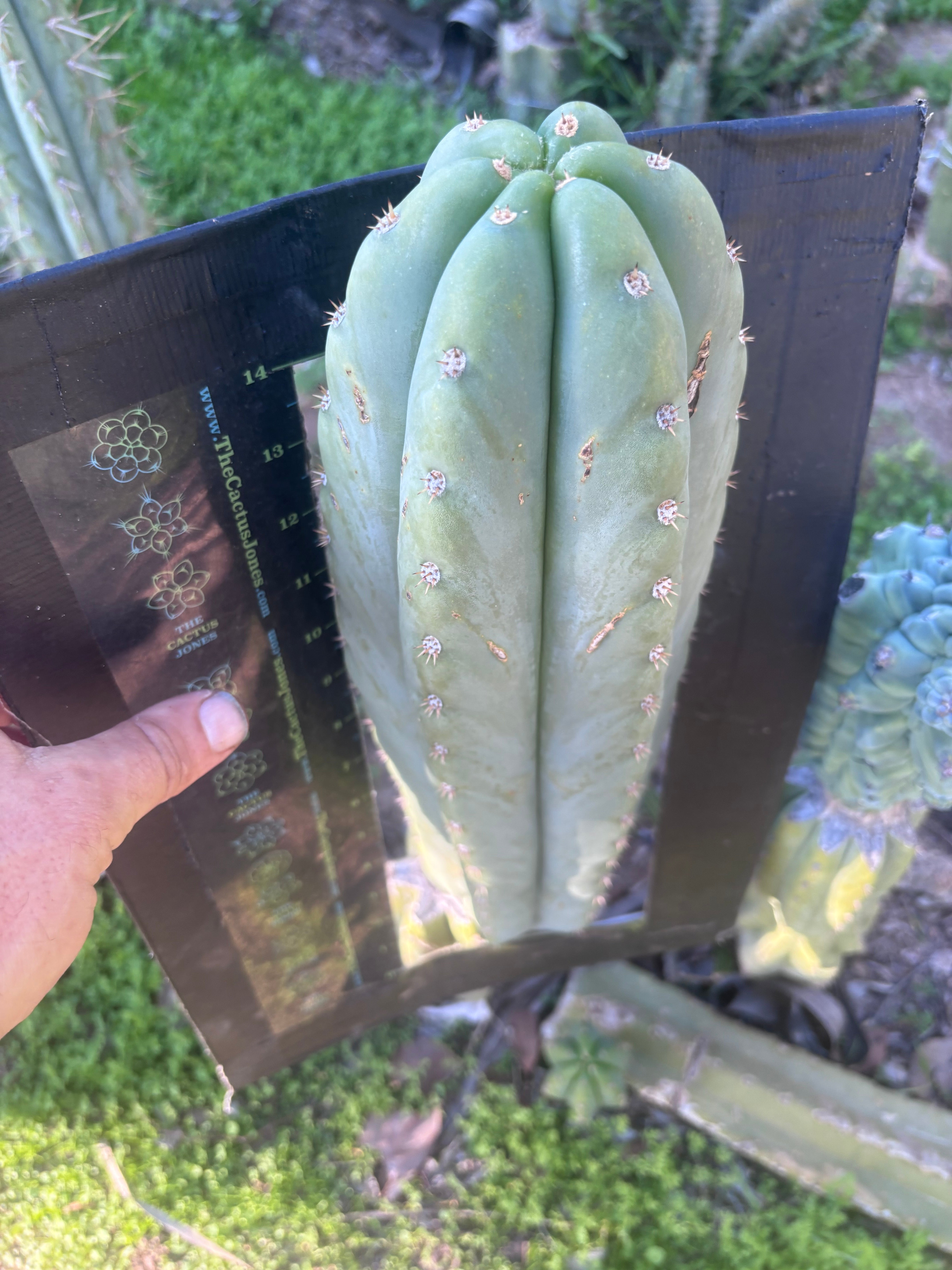 💎 Heynes x Sharxx  — Massive 16” Pup