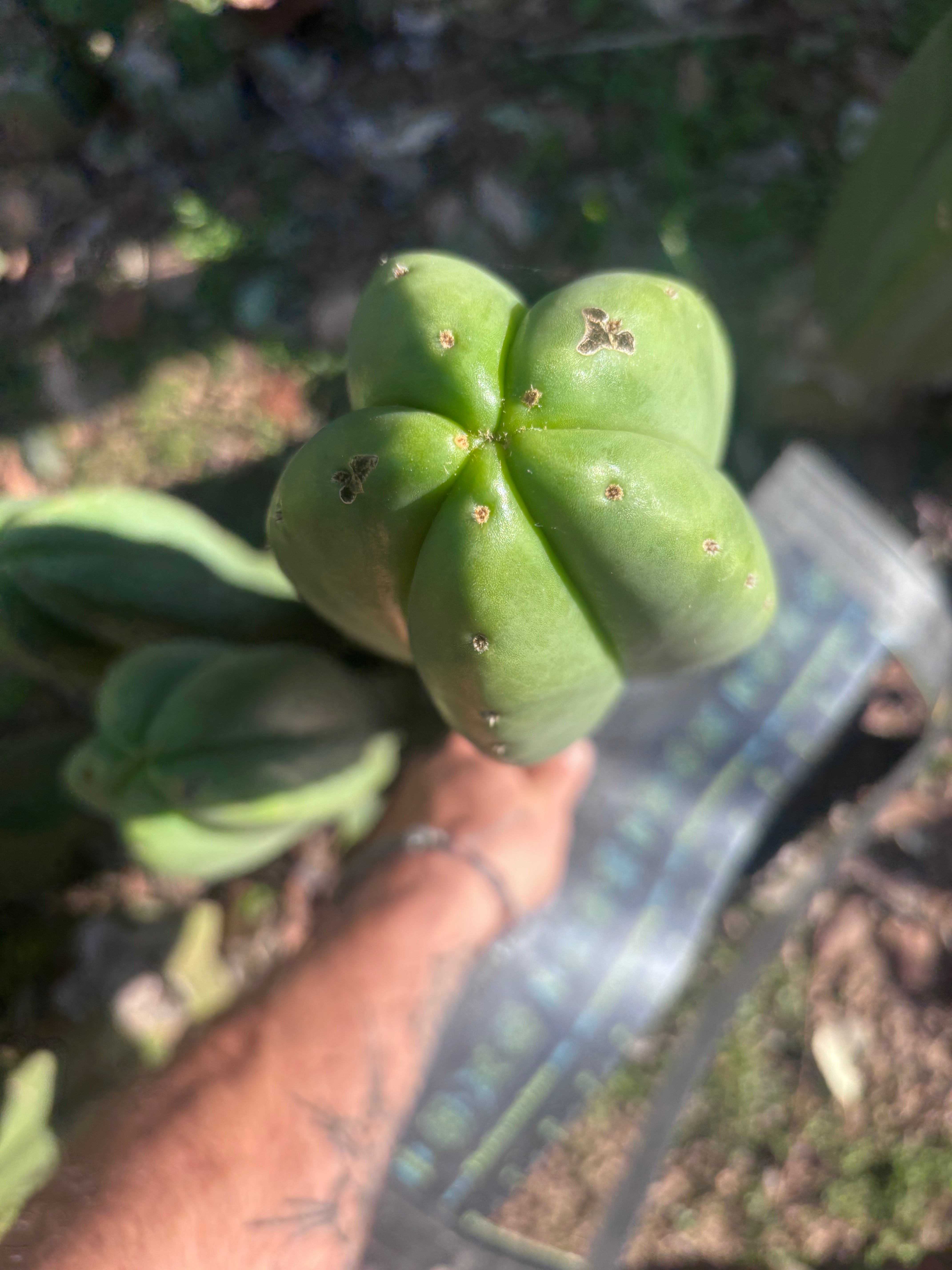 💎👑🌶️ Scop A — Massive XXL 16” Tip