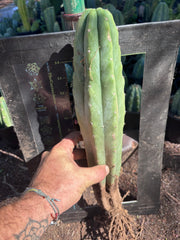 👑🌶️🌶️ Landfill — XL Rooted 16”