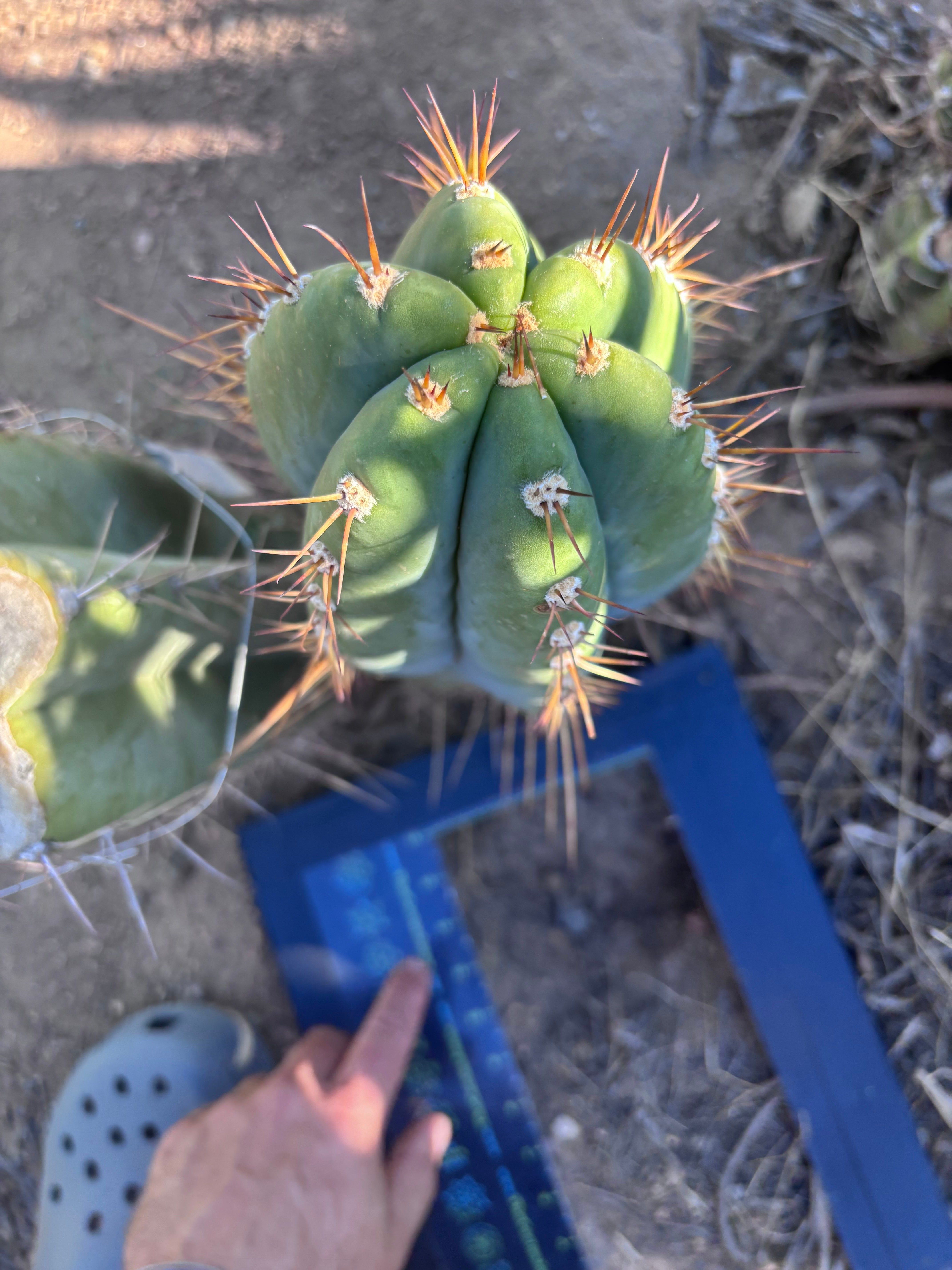 💎👑🌶️ CGG — MASSIVE 15+” Pup