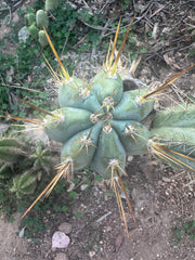 👑💎 Rimac — Fat 9” Pup