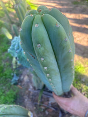 💎 Heynes x Sharxx  — Massive 16” Pup