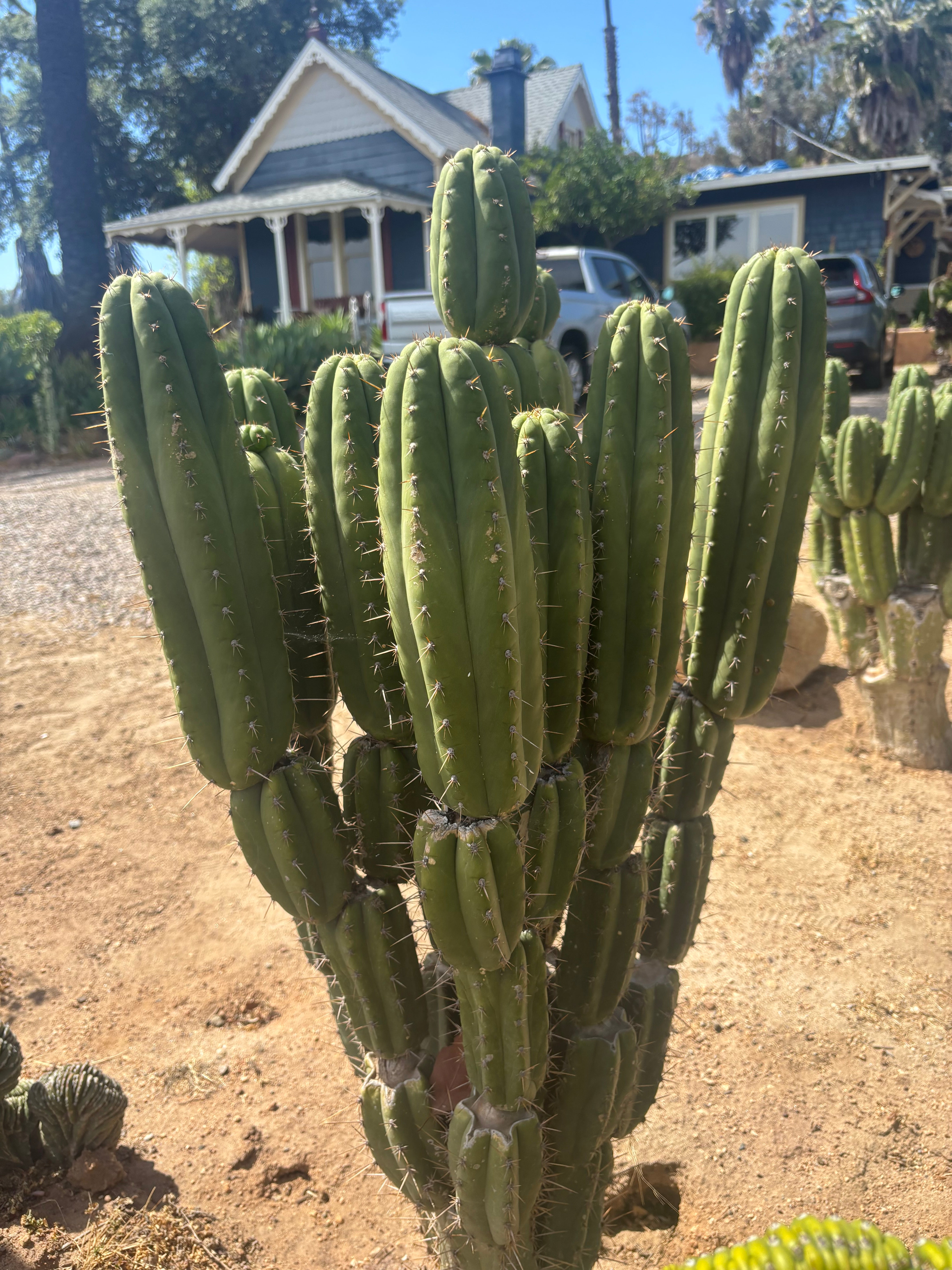 💎👑🌶️ Star Ayacucho  — BATCH DEAL