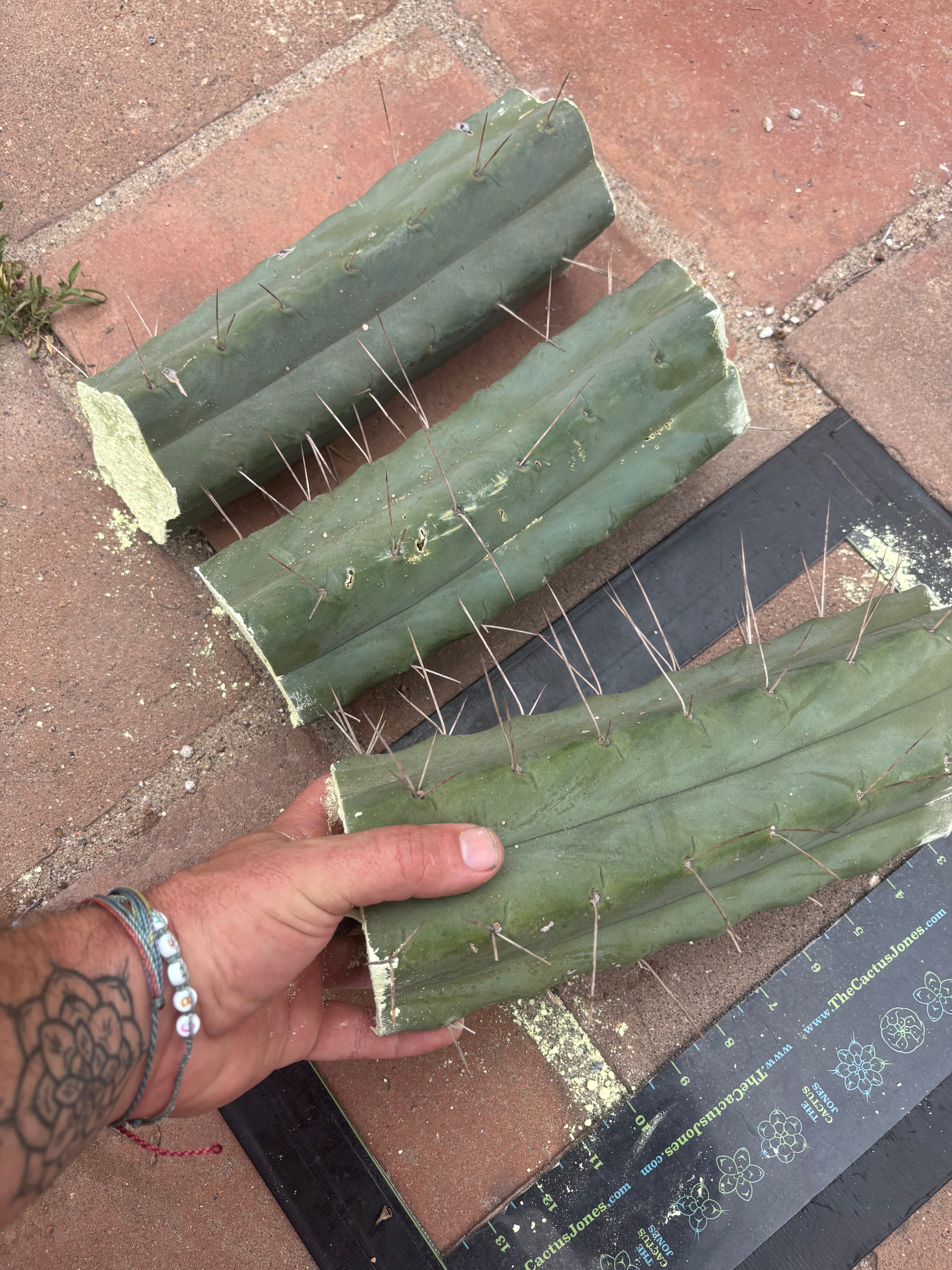 👑🌶️🌶️ Eileen — 10” Mega Mids (3)