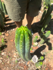👑🌶️🌶️ Ogun — Fat 10” Tip
