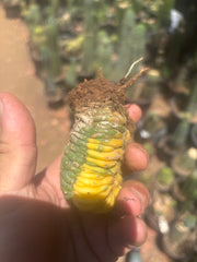 💎🔰💎 Crested Variegated Pachanoi — Perfect Color Split Crest w/ Roots