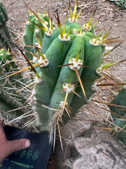 👑 KK242  — 12” Pup