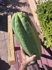 👑💎🌶️ The 2nd Fattest Soozy Tip I’ve Ever Listed