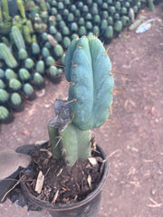 👑 Lotusland Huanu —  Fully Rooted Mid with Fat Pup
