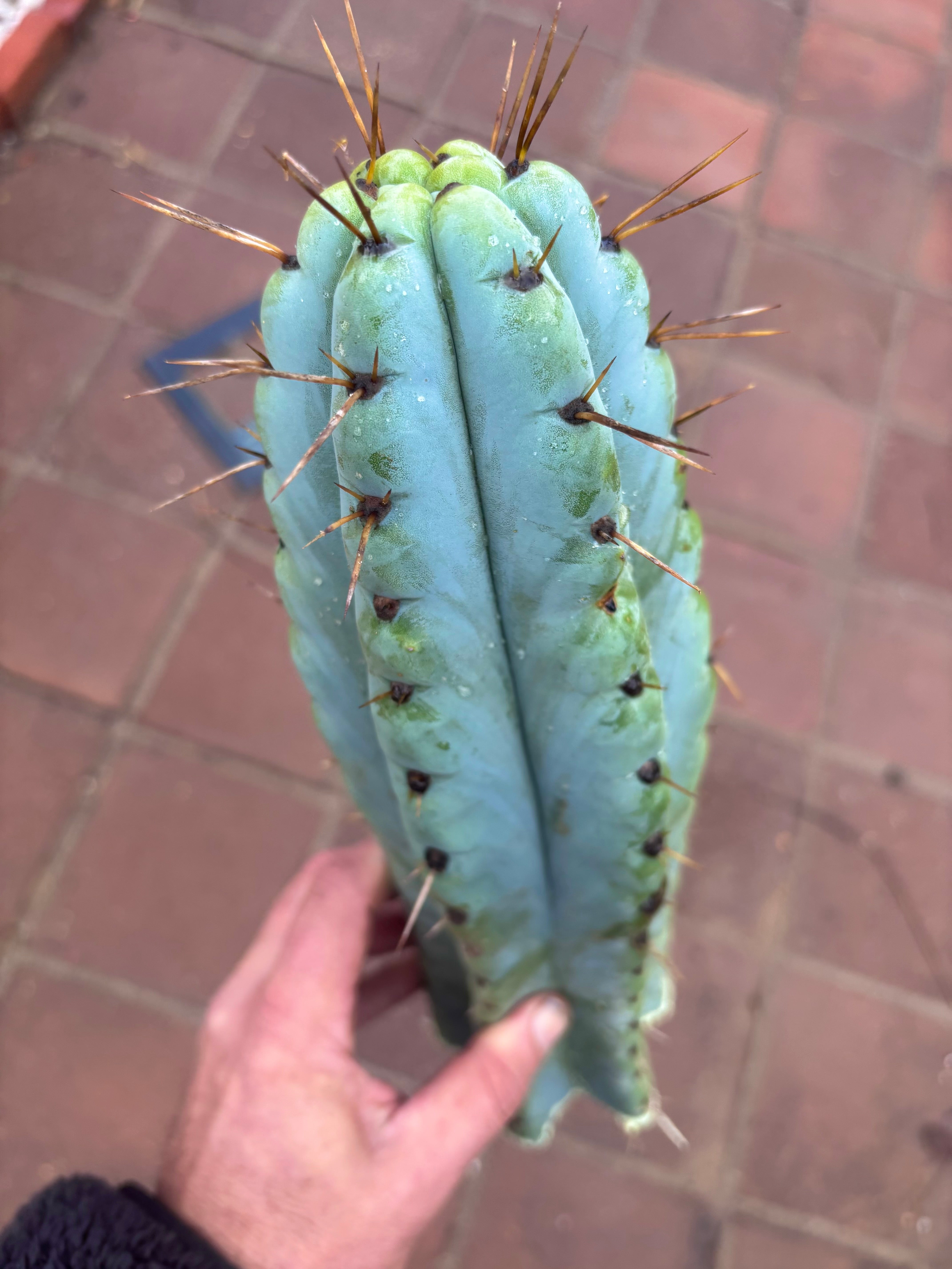 💎🌶️ Noid of the Moment — XL 14” Tip