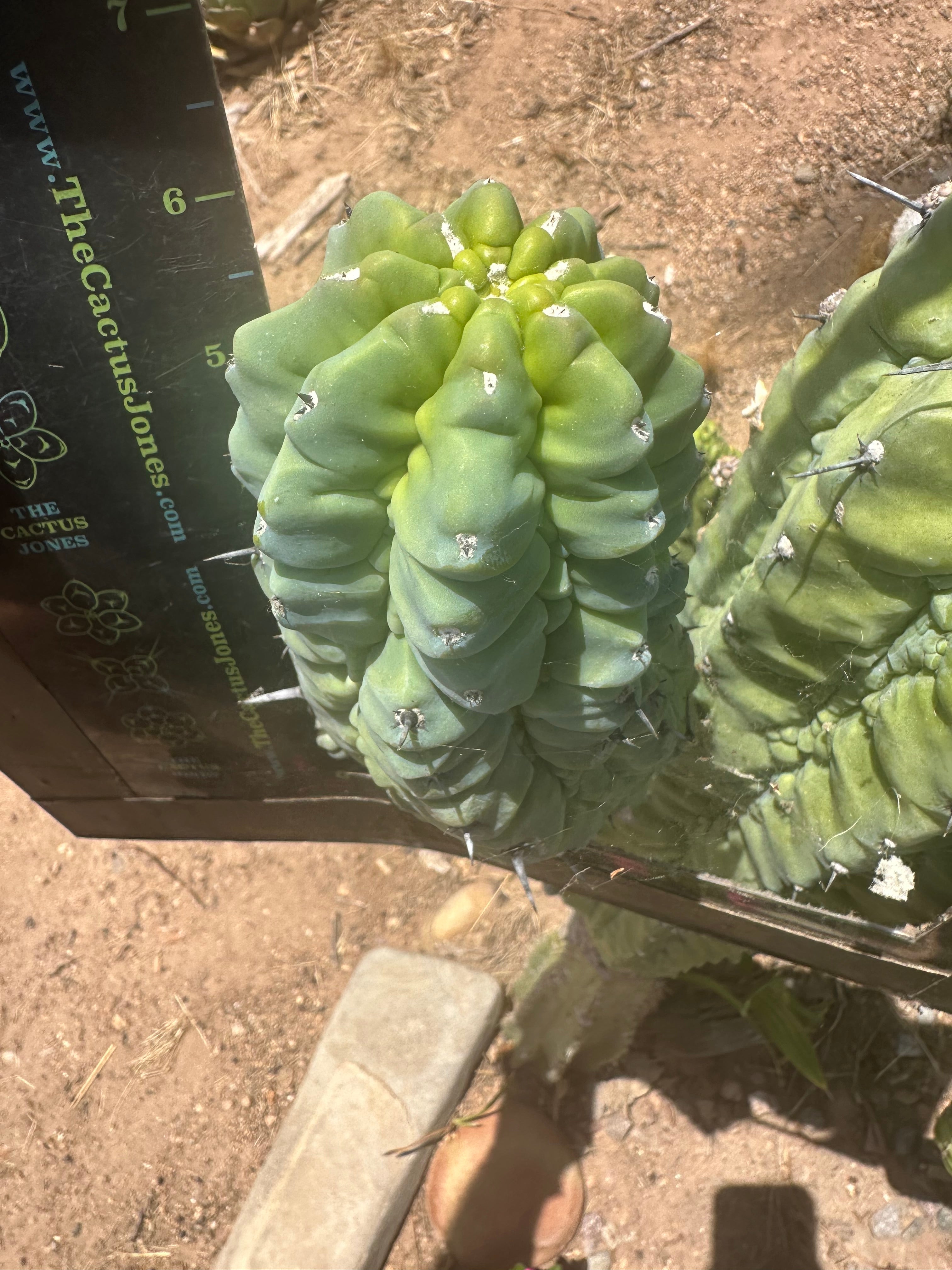👑💎 Glorp — 6.5” Pup