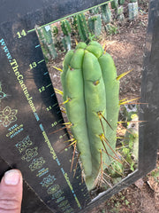 👑🌶️🌶️ Jiimz Twin Spine  — 13” Pup