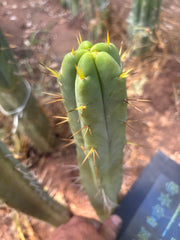 👑🌶️🌶️ SS02  — 11” Tip