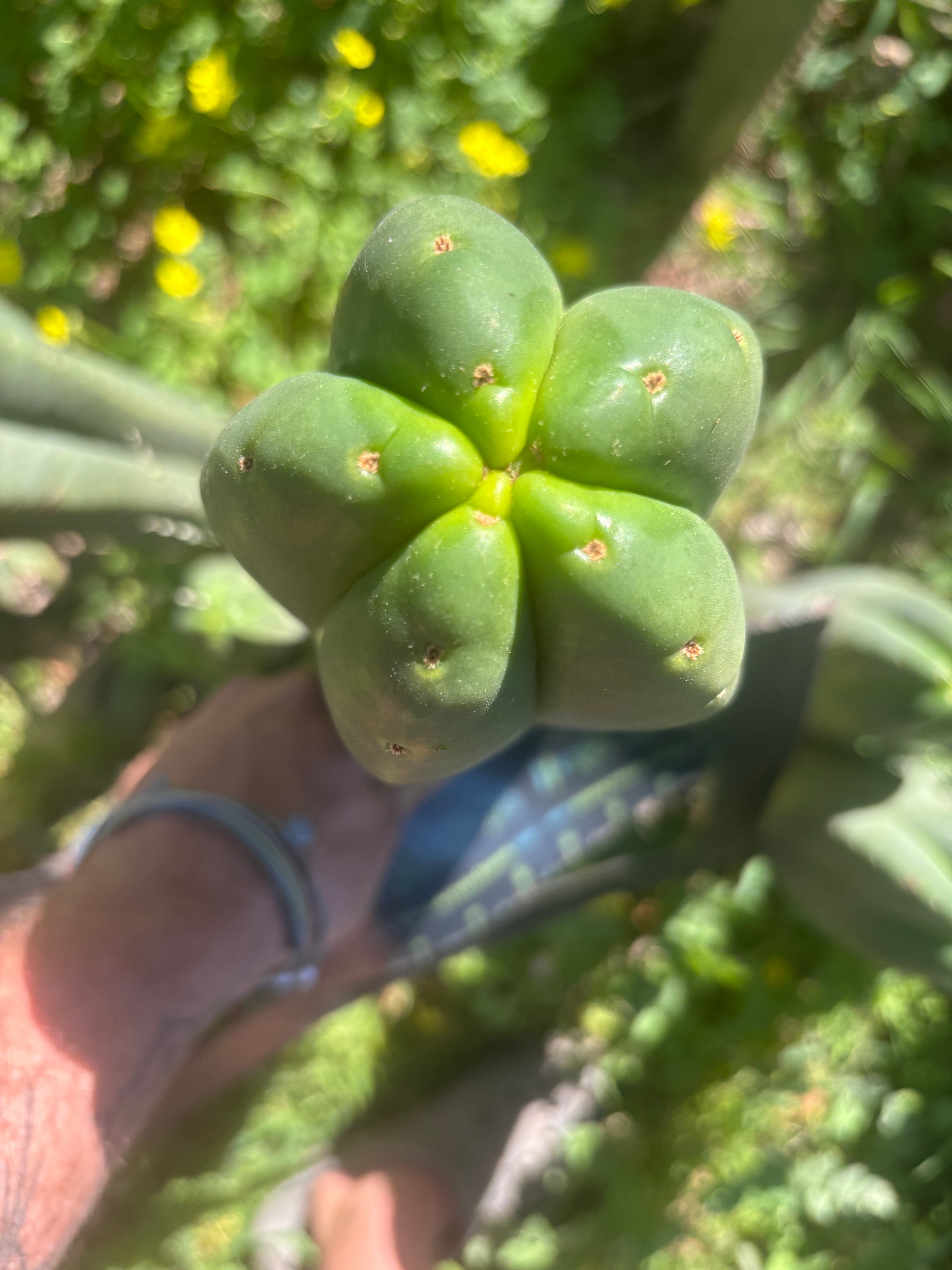 👑🌶️ Scop A — FAT 10” Tips