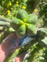 👑🌶️ Scop A — FAT 10” Tips