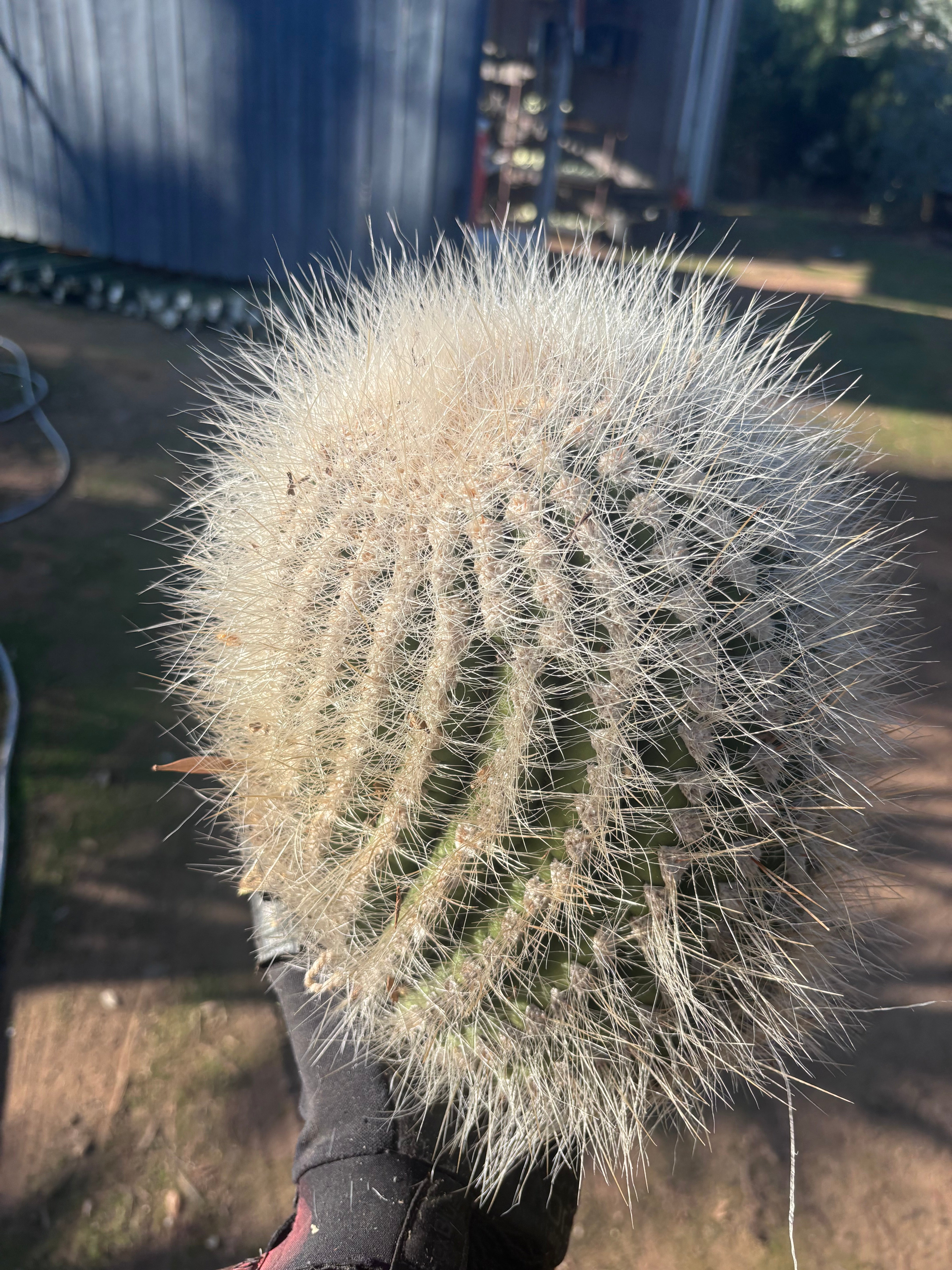 💎 T. Atacamensis — 12” x 9” Fur Melon