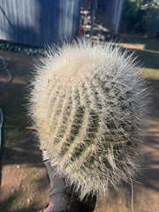 💎 T. Atacamensis — 12” x 9” Fur Melon