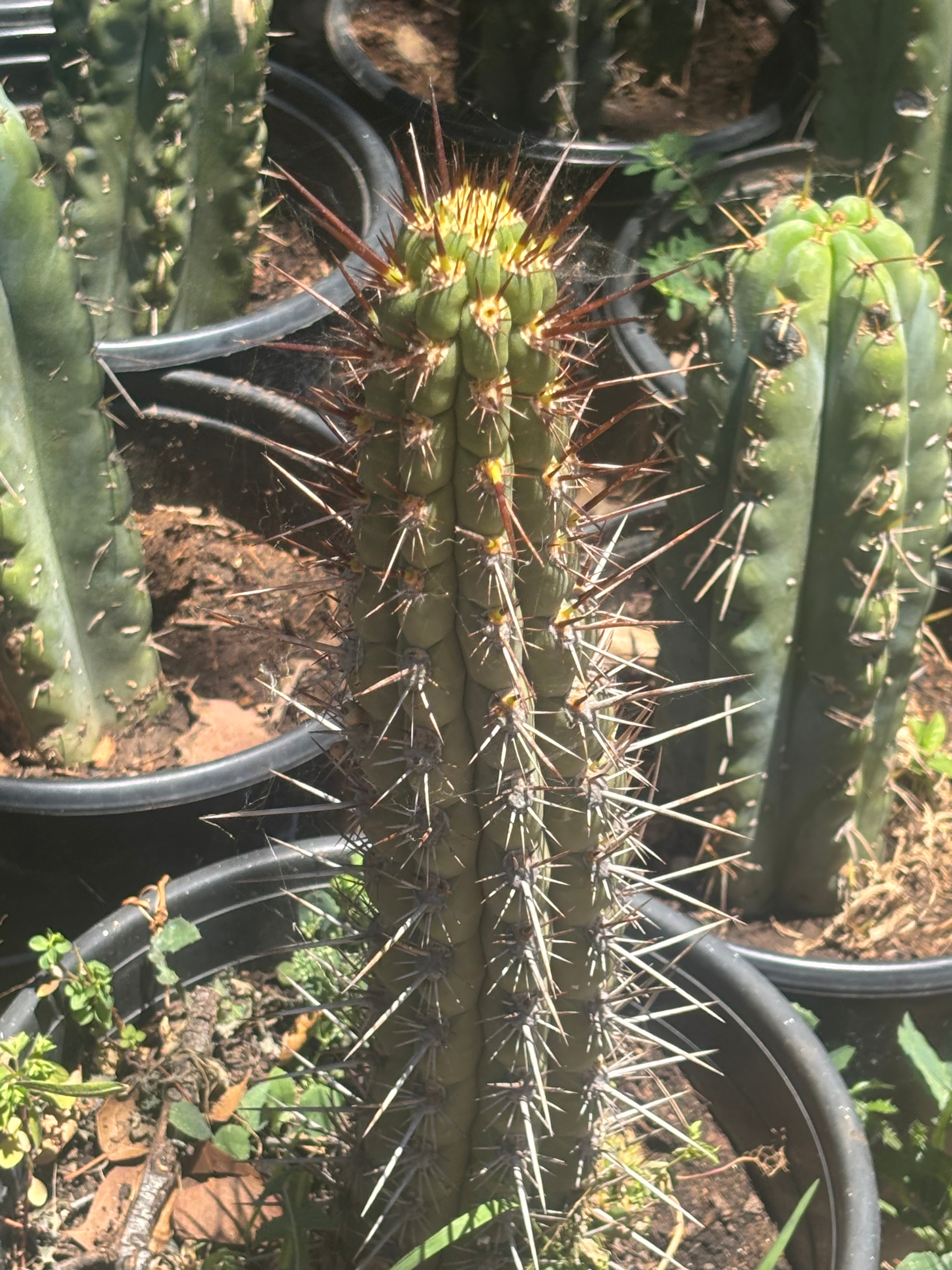 💎👑💎 T. Deserticola — 8” Tip