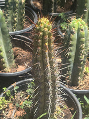 💎👑💎 T. Deserticola — 8” Tip